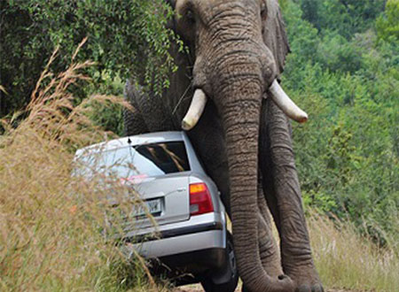 فيديو.. «غيرة» فيل علي أنثاه تدفعه لتحطيم سيارة سائح