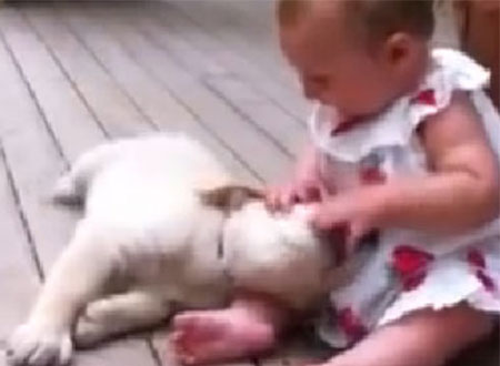 فيديو.. كلب يقوم بمهمة «جليس أطفال رائع» لطفلة رضيعة!