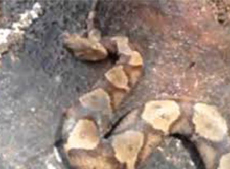 ثعبان بعد ذبحه لا يزال ينفث ينتقم من جسده!.. فيديو