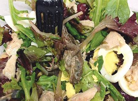 في مطعم يقدم طبق سلطة بـ«ضفدع نافق»