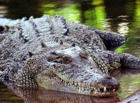 بالصور.. تمساح يبتلع خنزيراً ضخماً