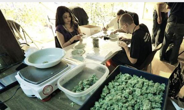 افتتاح أول متجر «قانوني» لبيع «الماريجوانا» في أمريكا!.. صور