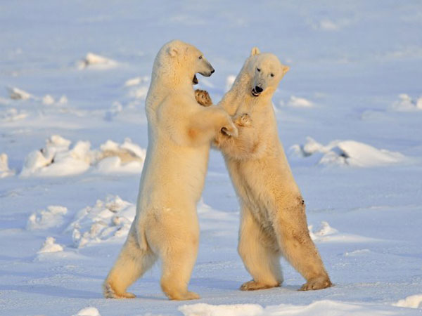 جولولي رقصة رومانسية بين دبين على الجليد.. صور