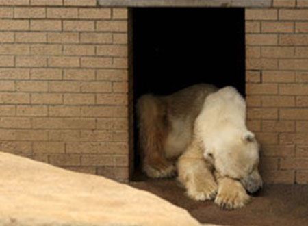 الحزن يعتصر آخر دب قطبى بأفريقيا بعد فقد رفيقته