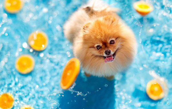 بالصور.. كتاب للكلب فلينت الأكثر نجومية على الإنترنت