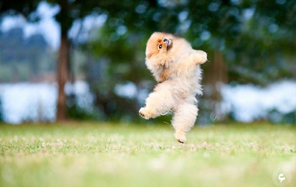 بالصور.. كتاب للكلب فلينت الأكثر نجومية على الإنترنت