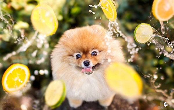 بالصور.. كتاب للكلب فلينت الأكثر نجومية على الإنترنت