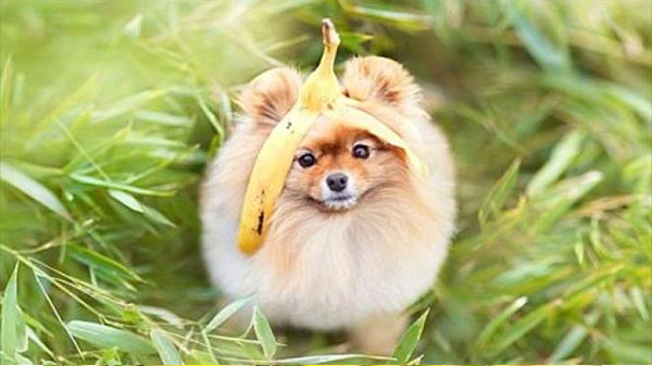 بالصور.. كتاب للكلب فلينت الأكثر نجومية على الإنترنت