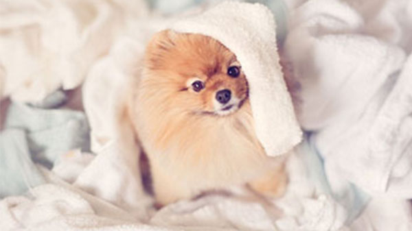 بالصور.. كتاب للكلب فلينت الأكثر نجومية على الإنترنت