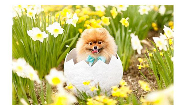 بالصور.. كتاب للكلب فلينت الأكثر نجومية على الإنترنت