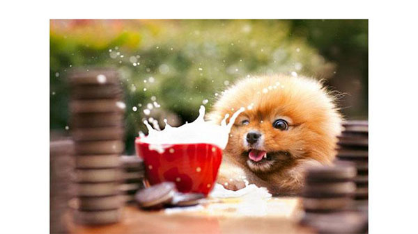 بالصور.. كتاب للكلب فلينت الأكثر نجومية على الإنترنت