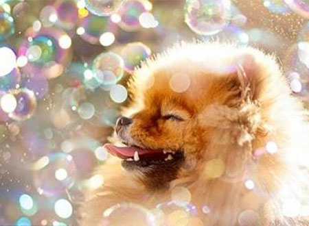 بالصور.. كتاب للكلب فلينت الأكثر نجومية على الإنترنت