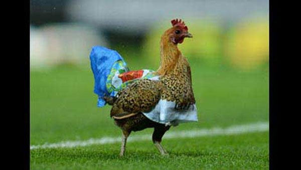 دجاجة بيرنلي