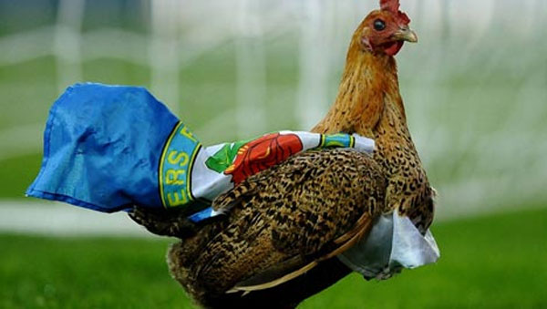 دجاجة بيرنلي