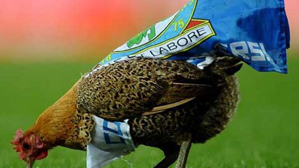 دجاجة بيرنلي