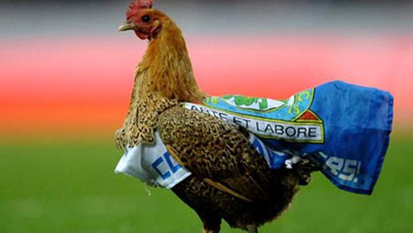 دجاجة بيرنلي