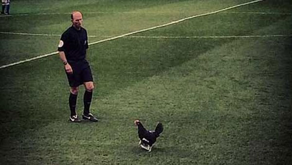 دجاجة بيرنلي