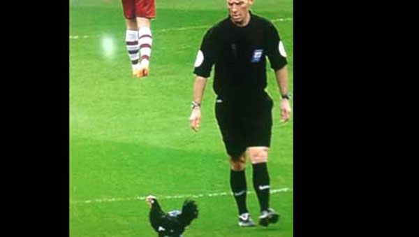 دجاجة بيرنلي