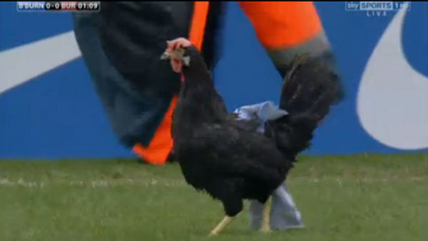 دجاجة بيرنلي