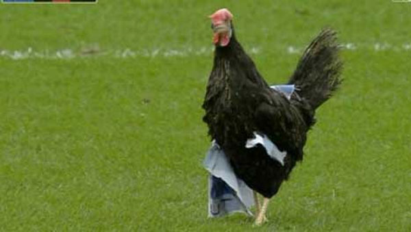 دجاجة بيرنلي