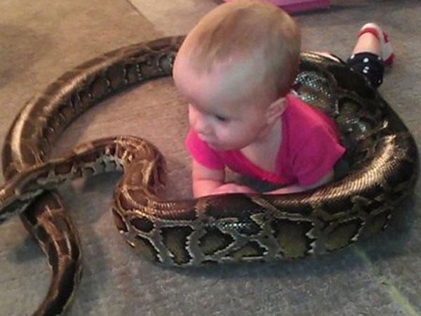 طفلة تلهو مع ثعبان