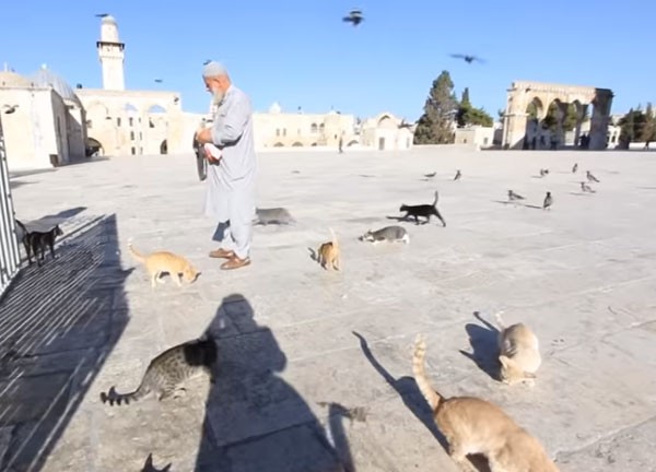 صديق القطط