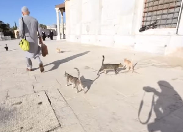 صديق القطط