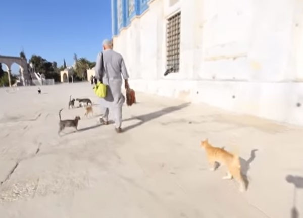 صديق القطط