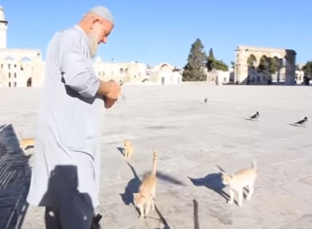 وجبات اللانشون جعلت الحاج غسان صديق القطط في المسجد الأقصى.. صور وفيديو وجبات اللانشون جعلت الحاج غسان صديق القطط في المسجد الأقصى.. صور وفيديو
